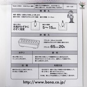 はつかねぎ 野菜の苗 充填時130g /1個売...の詳細画像5
