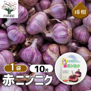 赤ニンニク 野菜の苗 10片/1個売り 種球 種...の商品画像