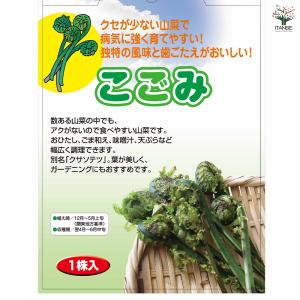 野菜球根 こごみ 野菜の苗 1株/1個売り 野...の詳細画像2
