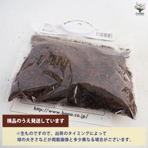 野菜球根 こごみ 野菜の苗 1株/1個売り 野...の詳細画像4