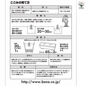 野菜球根 こごみ 野菜の苗 1株/1個売り 野...の詳細画像5