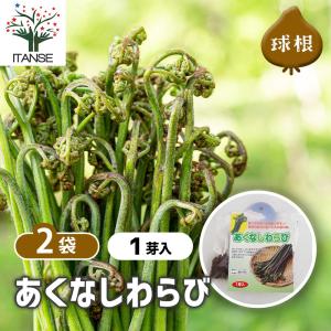 野菜球根 あくなしわらび 野菜の苗 1芽/お買い得2個セット 野菜 国産 種球 種球根 球根 きゅうこん おいしい 料理 新鮮 農場 趣味 園芸
