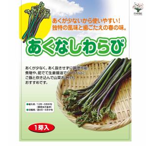 野菜球根 あくなしわらび 野菜の苗 1芽/お買...の詳細画像2