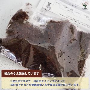 野菜球根 あくなしわらび 野菜の苗 1芽/お買...の詳細画像4