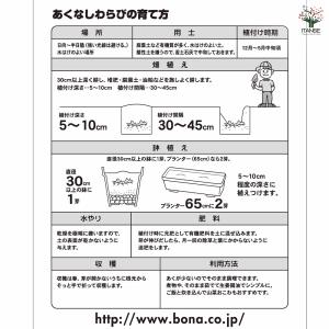 野菜球根 あくなしわらび 野菜の苗 1芽/お買...の詳細画像5
