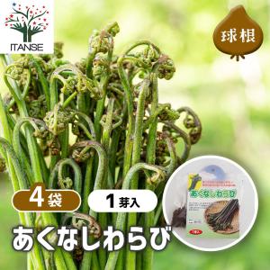 野菜球根 あくなしわらび 野菜の苗 1芽/お買い得4個セット 野菜 国産 種球 種球根 球根 きゅうこん おいしい 料理 新鮮 農場 趣味 園芸