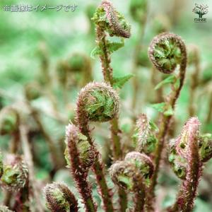 野菜球根 あくなしわらび 野菜の苗 1芽/お買...の詳細画像1