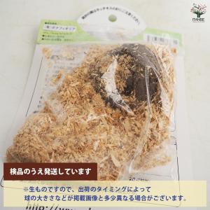 野菜球根 こんにゃく芋 野菜の苗 1球/1個売...の詳細画像4