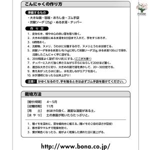 野菜球根 こんにゃく芋 野菜の苗 1球/1個売...の詳細画像5