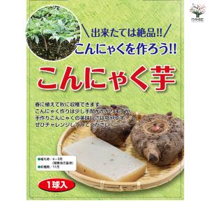 野菜球根 こんにゃく芋 野菜の苗 1球/お買い...の詳細画像2