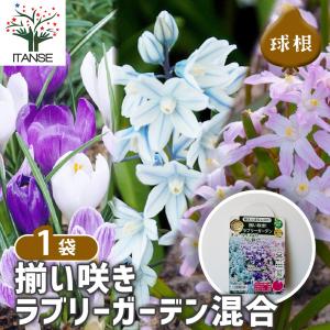ITANSE 花球根 揃い咲きラブリーガーデン ...の商品画像