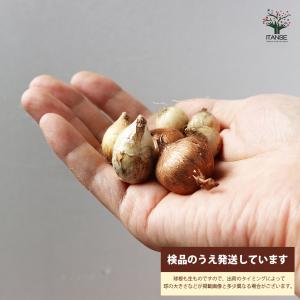ITANSE 花球根 揃い咲きラブリーガーデン...の詳細画像3