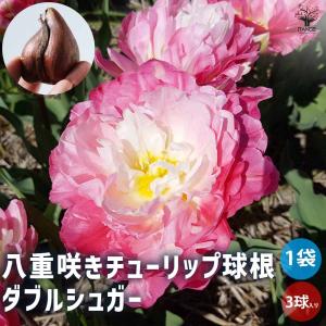 花球根 八重咲チューリップ ダブルシュガー お買い得3球セット