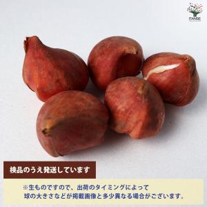 ITANSE 花球根 八重咲チューリップ ブラ...の詳細画像2