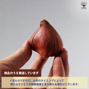 ITANSE 花球根 八重咲チューリップ ブラ...の詳細画像3