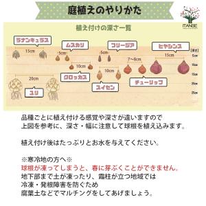 ITANSE 花球根 八重咲チューリップ ブラ...の詳細画像4