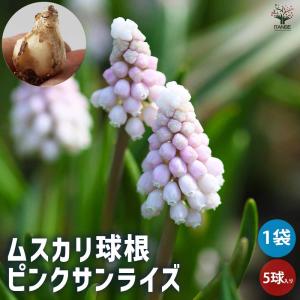 花球根】チューリップバラ売り球根! 枝咲き(SL) ロイヤル 花球根】チューリップバラ売り球根! 枝咲き(SL) ロイヤル