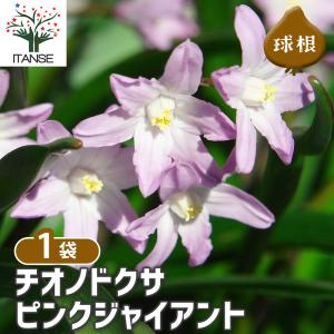 ITANSE チオノドクサ ピンクジャイアント ...の商品画像