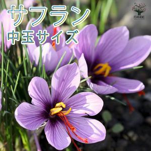 ITANSE サフラン 中玉サイズ 花球根・裸球 (球周：約10〜11cm) お買い得10球セット 送料無料 イタンセ公式