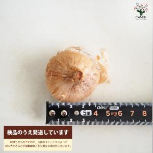 ITANSE サフラン 中玉サイズ 花球根・裸...の詳細画像1
