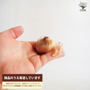 ITANSE サフラン 中玉サイズ 花球根・裸...の詳細画像2