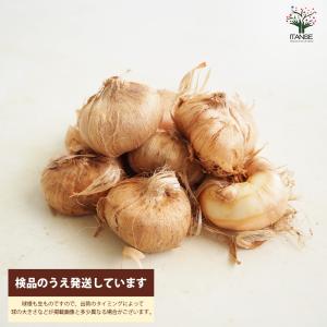 ITANSE サフラン 中玉サイズ 花球根・裸...の詳細画像3