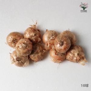 ITANSE サフラン 中玉サイズ 花球根・裸...の詳細画像4
