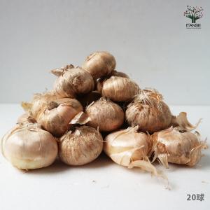 ITANSE サフラン 中玉サイズ 花球根・裸...の詳細画像5