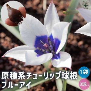 球根 原種系チューリップ ブルーアイ 花球根 3...の商品画像