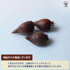 球根 原種系チューリップ ブルーアイ 花球根 ...の詳細画像2