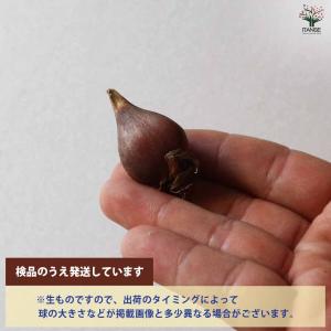 球根 原種系チューリップ ブルーアイ 花球根 ...の詳細画像3