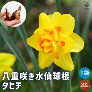 球根 八重咲き水仙 フラワーパレード 花球根 2球/1個売り 球根の花