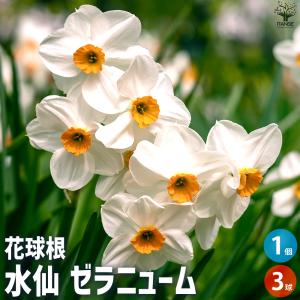 ITANSE 球根 水仙 ゼラニューム 花苗 3...の商品画像