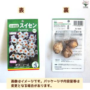 ITANSE 球根 水仙 ゼラニューム 花苗 ...の詳細画像1