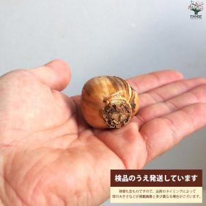 ITANSE 球根 水仙 ゼラニューム 花苗 ...の詳細画像2