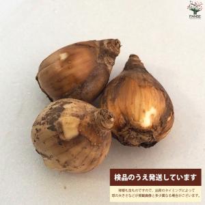 ITANSE 球根 水仙 ゼラニューム 花苗 ...の詳細画像3