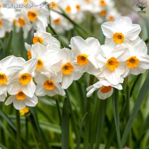 ITANSE 球根 水仙 ゼラニューム 花苗 ...の詳細画像4