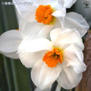 ITANSE 球根 水仙 ゼラニューム 花苗 ...の詳細画像5