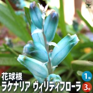 ITANSE 花球根 ラケナリア・ヴィリディフロ...の商品画像