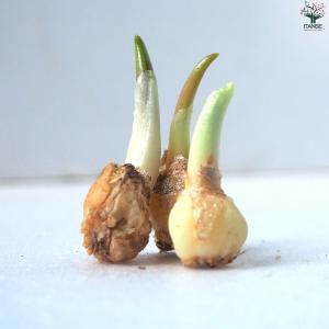 ITANSE 花球根 ラケナリア・ヴィリディフ...の詳細画像2