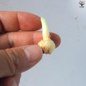 ITANSE 花球根 ラケナリア・ヴィリディフ...の詳細画像3