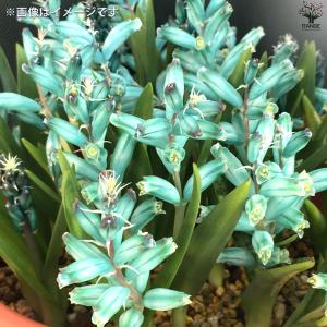 ITANSE 花球根 ラケナリア・ヴィリディフ...の詳細画像4