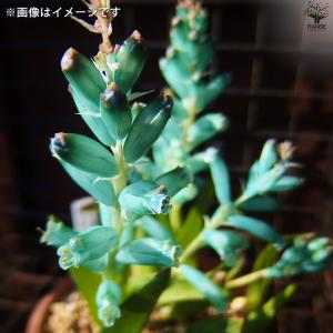 ITANSE 花球根 ラケナリア・ヴィリディフ...の詳細画像5