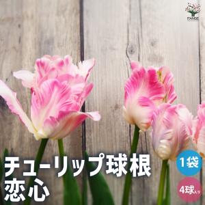 チューリップ 花 球根 ユリ咲き 春 ホーランドチック 22球パック 寄せ