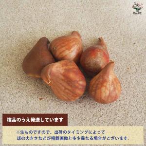 球根 新潟チューリップ 恋心 花球根 4球/1...の詳細画像2