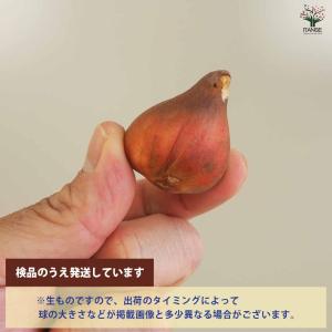 球根 新潟チューリップ 恋心 花球根 4球/1...の詳細画像3