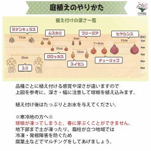 球根 新潟チューリップ 恋心 花球根 4球/1...の詳細画像4