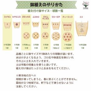 球根 新潟チューリップ 恋心 花球根 4球/1...の詳細画像5