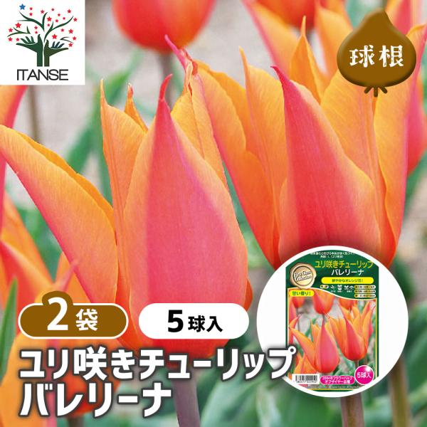球根 ユリ咲きチューリップ バレリーナ 花球根 5球/お買い得2個セット 球根の花 鉢植え 地植え ...