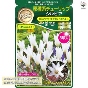 球根 原種系チューリップ シルビア 花球根 3...の詳細画像1